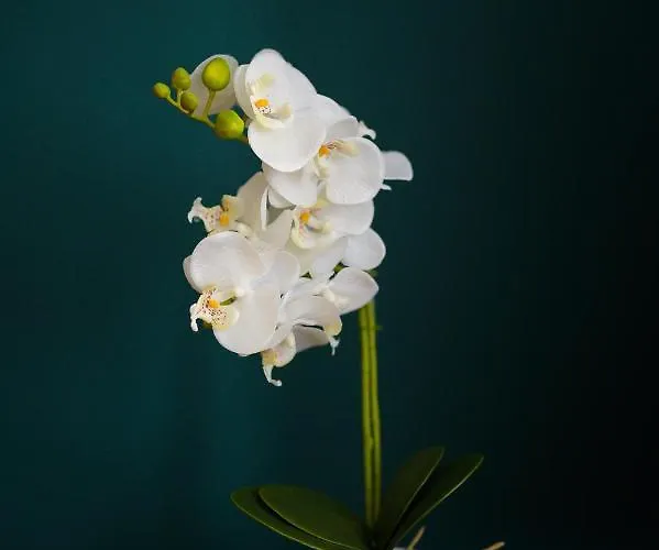 Unirii Old Square 4 Timişoara